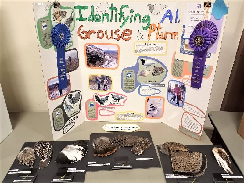 Posterboard labeled "Identifying Alaska Grouse & Ptarmigan", with several bird wings laid out on a table in front.