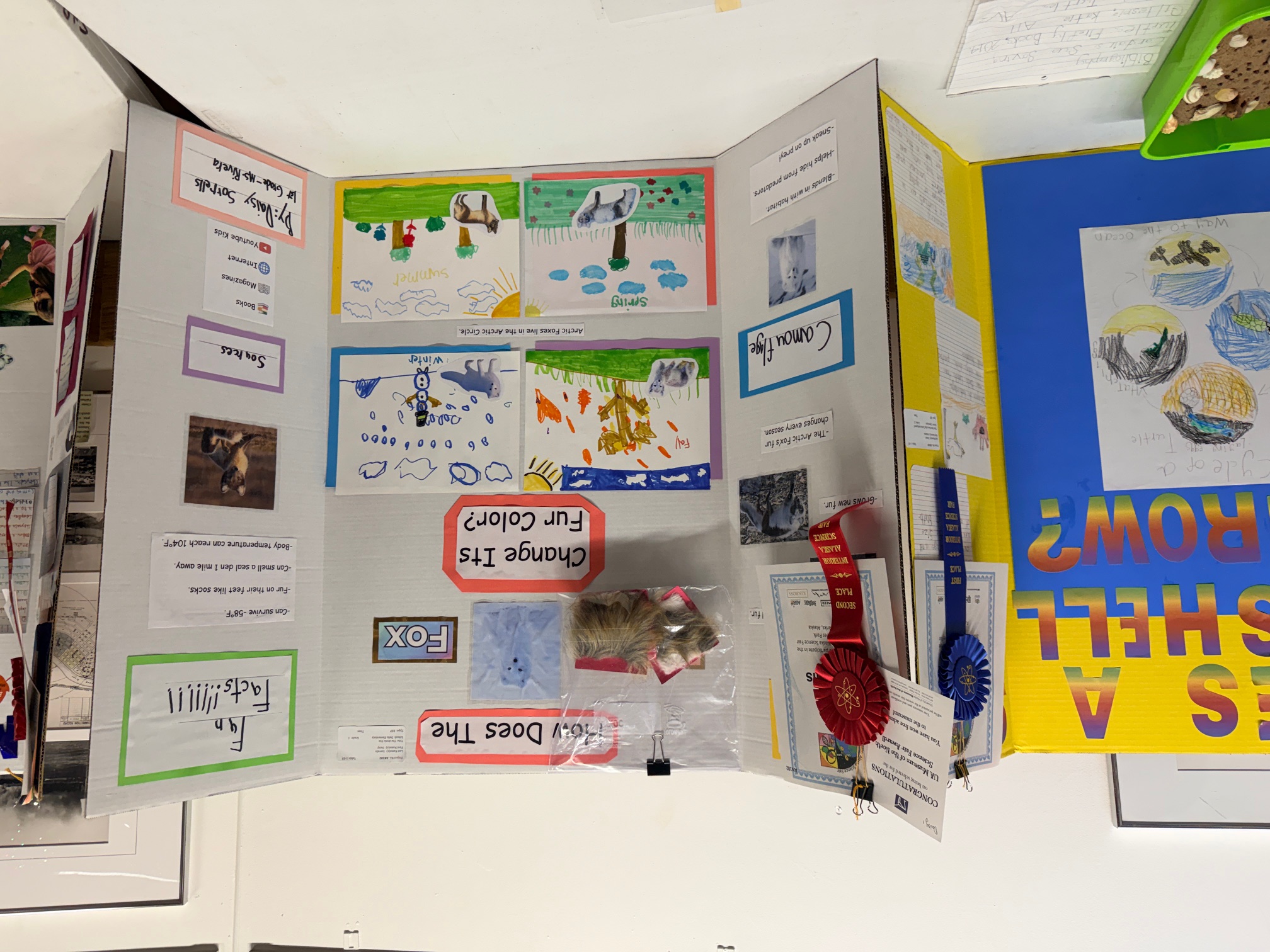 science fair display about fox colors
