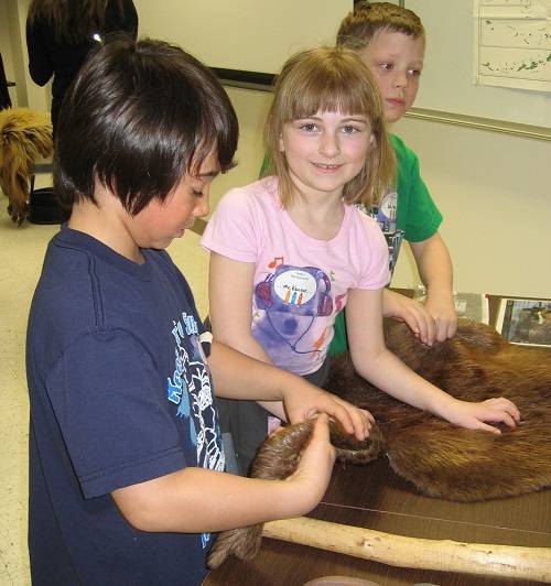 Children touching a beaver pelt on a table.