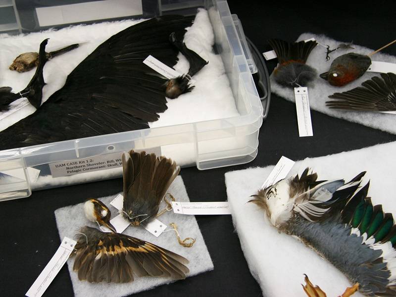 Avian Adaptations kit contents on a black background.