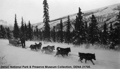 Black and white photograph of a man standing next to a dog sled. Seven dogs are hitched to the sled.