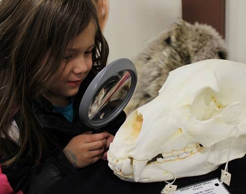 Child looking at a grizzly bear skull replica through a magnifying glass.