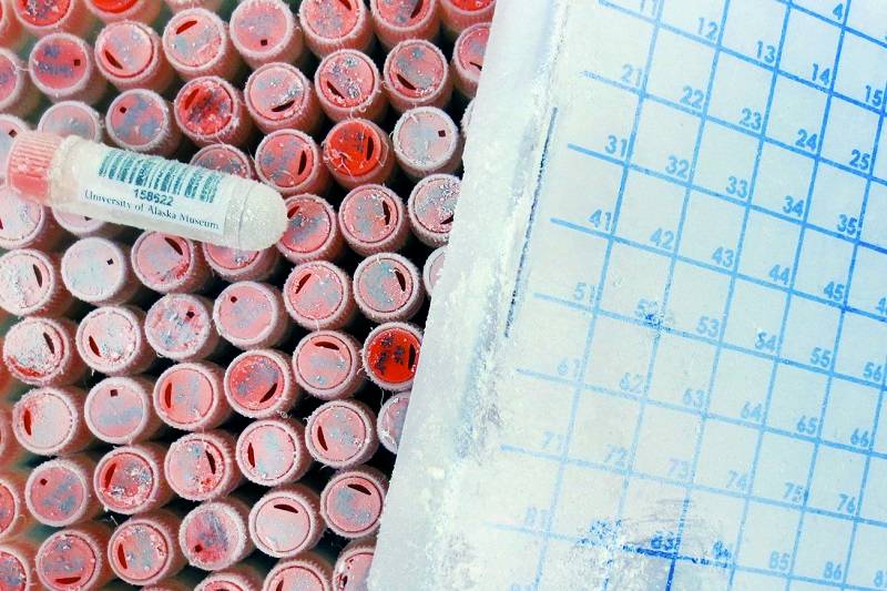 Several DNA sample vials with barcodes, covered in frost.
