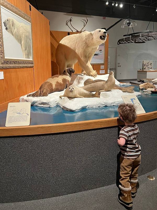A child with curly hair, wearing a striped shirt, looking at taxidermied seals and a polar bear in a museum gallery.