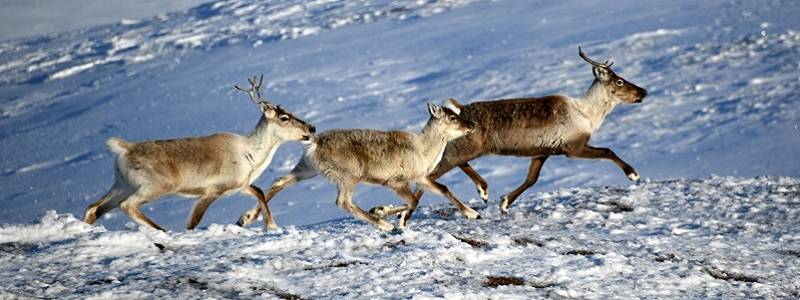 Three caribou running through a snowy landscape.