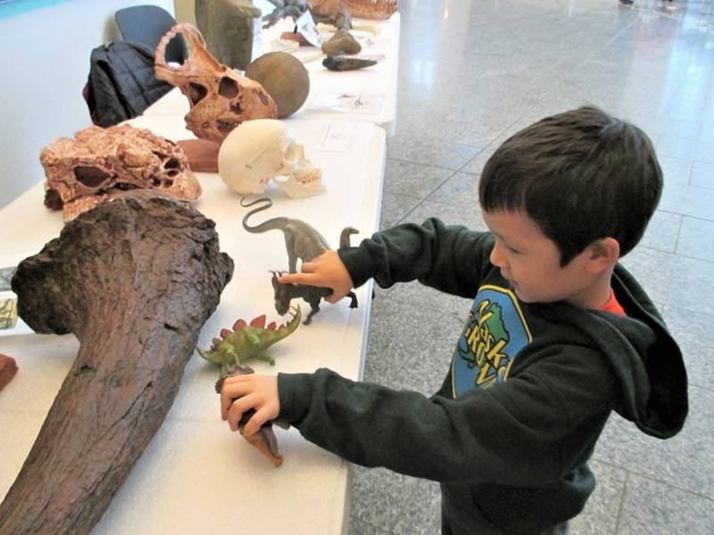 Child playing with plastic dinosaur figures on a table. There are also several large fossils on the table.