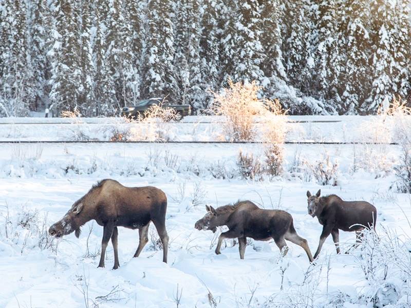 Three moose, including an adult and two babies, cross a snowy field.