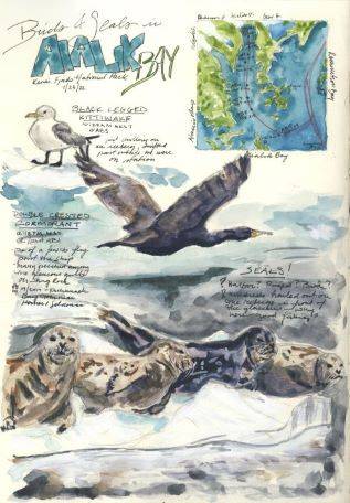Page of field sketching notebook. showing sketches of birds and seals.