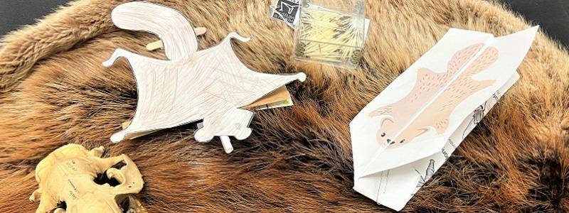 Two flying squirrel gliders made of paper and cardboard, next to rodent skulls and a box of porcupine quills. All objects are sitting on a beaver pelt.