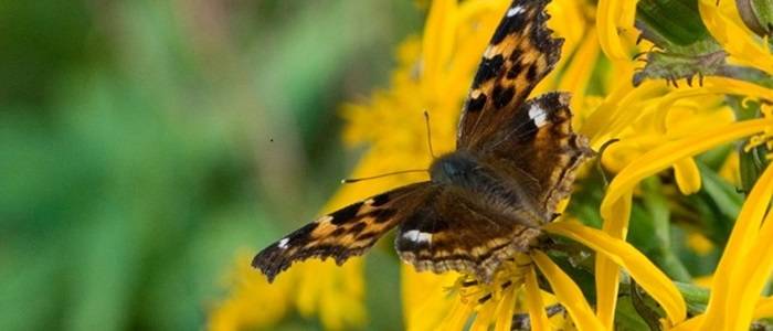 A Compton's tortoiseshell butterfly on a yellow flower.