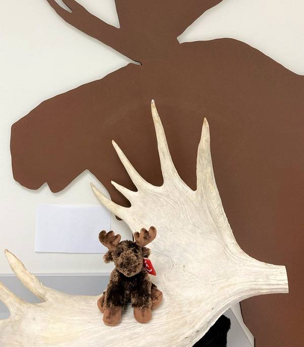  A plush moose toy sits on a moose antler. A moose outline is on the wall behind the antler.