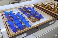 Blue butterflies in a museum specimen tray.