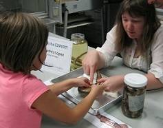 A visitor explores specimens from the collection.
