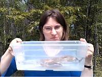 Person holding a plastic bin filled with water.