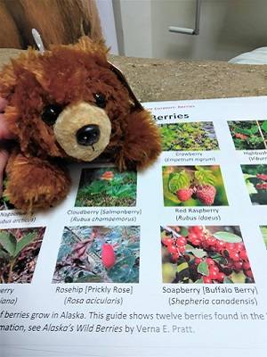 Stuffed bear with paper depicting pictures of Alaskan berries.