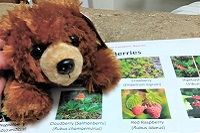 Stuffed bear with paper depicting pictures of Alaskan berries.