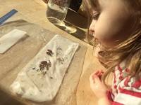 Child lookimg at seeds sprouting in a clear plastic bag.