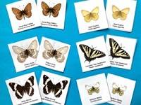 6 pairs of butterfly cards, each showing a different species.
