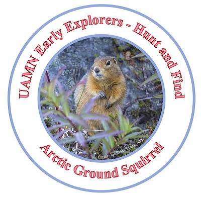 Arctic ground squirrel standing next to a plant. Text reads "UAMN Early Explorers - Hunt and Find: Arctic Ground Squirrel."