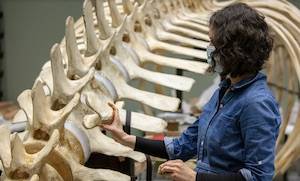 Person holding up a small whale bone to compare it to a larger whale vertebrae mounted on a metal rod.