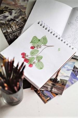 Drawing of a berry plant in a sketchbook, colored red and green with colored pencils.
