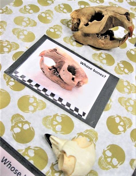 A beaver skull sitting on a skull-patterned tablecloth, next to a card with a picture of a beaver skull and the words "Whose bones?"