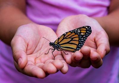 An orange and black butterfly sits on a child's cupped hands.