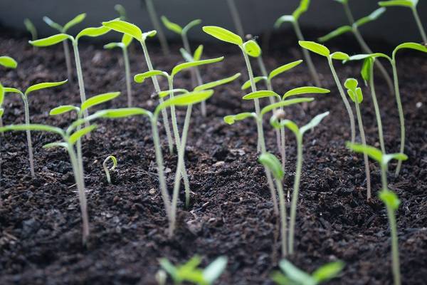 Young plants sprouting in soil.