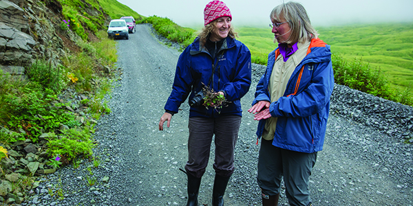 UAMN Herbarium curator Steffi Ickert-Bond and Unalaska guide and naturalist Suzi Golodoff look for specimens along Overland Drive, Unalaska. 