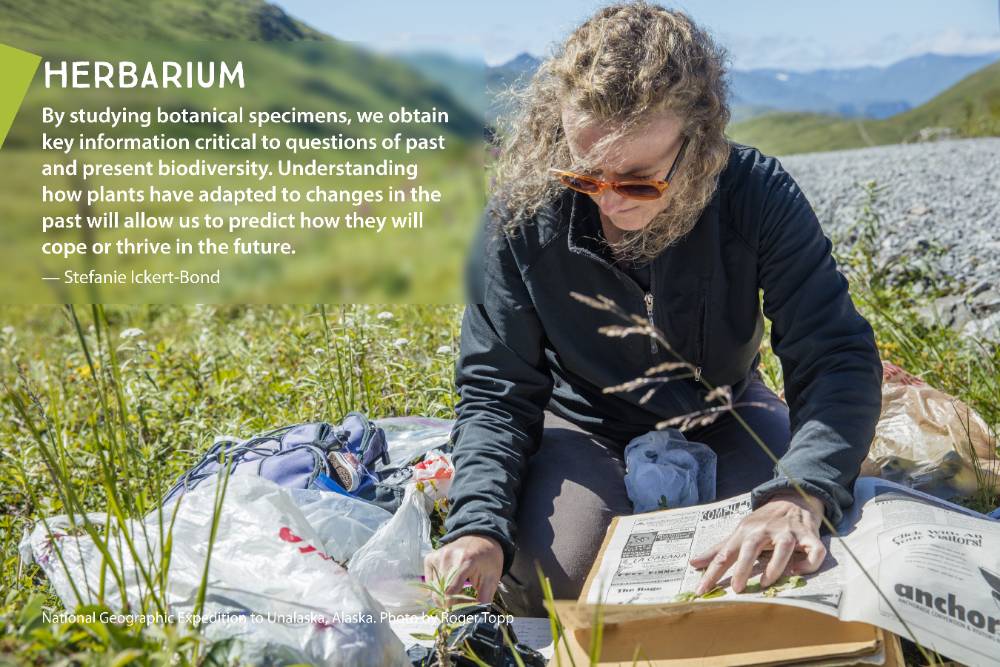 Herbarium Curator Stefanie Ickert-Bond collects plants in Unalaska