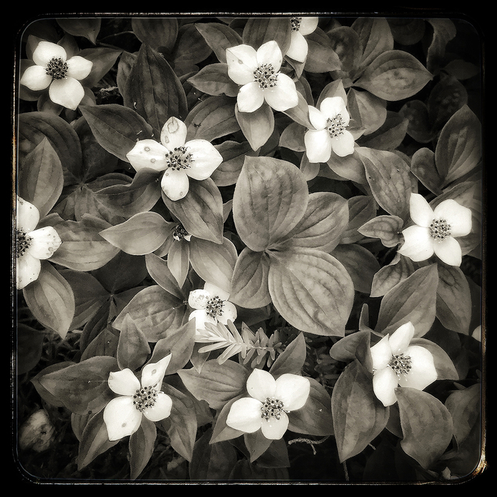 Bunchberry by Iris Korhonen-Penn