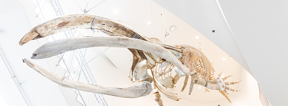 A Bowhead Whale skeleton hangs in the lobby of the UA Museum of the North