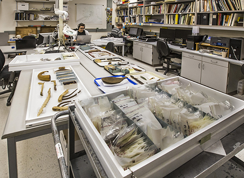 University of Alaska Museum of the North Archaeology Laboratory