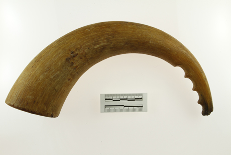 Baychimo collection UAMN Acc. 514-5245, musk ox horn blubber pounder. Photo courtesy of the University of Alaska Museum of the North.