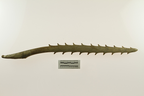 Baychimo collection UAMN Acc. 514-5254, side leister prong. Photo courtesy of the University of Alaska Museum of the North.