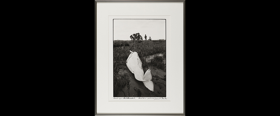 James H. Barker, Landing a Belukha Whale, Black River Fishcamp, 1980, UAP1983-078-001