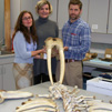 Walrus bones