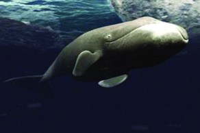 Image showing bowhead whale