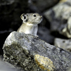 alpine small mammal