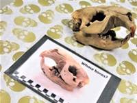 A beaver skull sitting on a skull-patterned tablecloth, next to a card with a picture of a beaver skull and the words "Whose bones?"