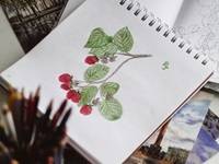 Drawing of a berry plant in a sketchbook, colored red and green with colored pencils.