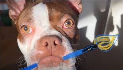 Boston Terrier puppy with a paintbrush in his mouth.