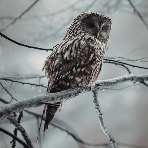 Owl perched on a snowy branch. Photo credit: Elisabeta Dirjan
