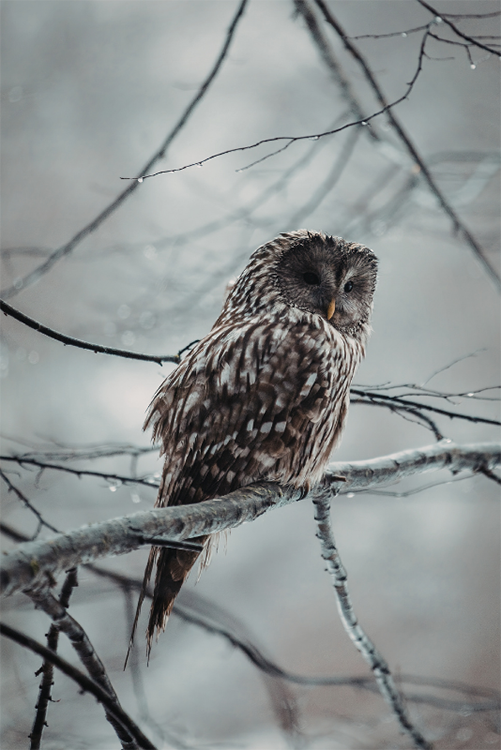 A owl perched on a snowy branch. Credit: Elisabeta Dirjan