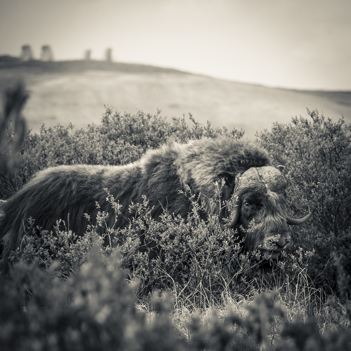 Muskox Photo by Alyssa Enriquez
