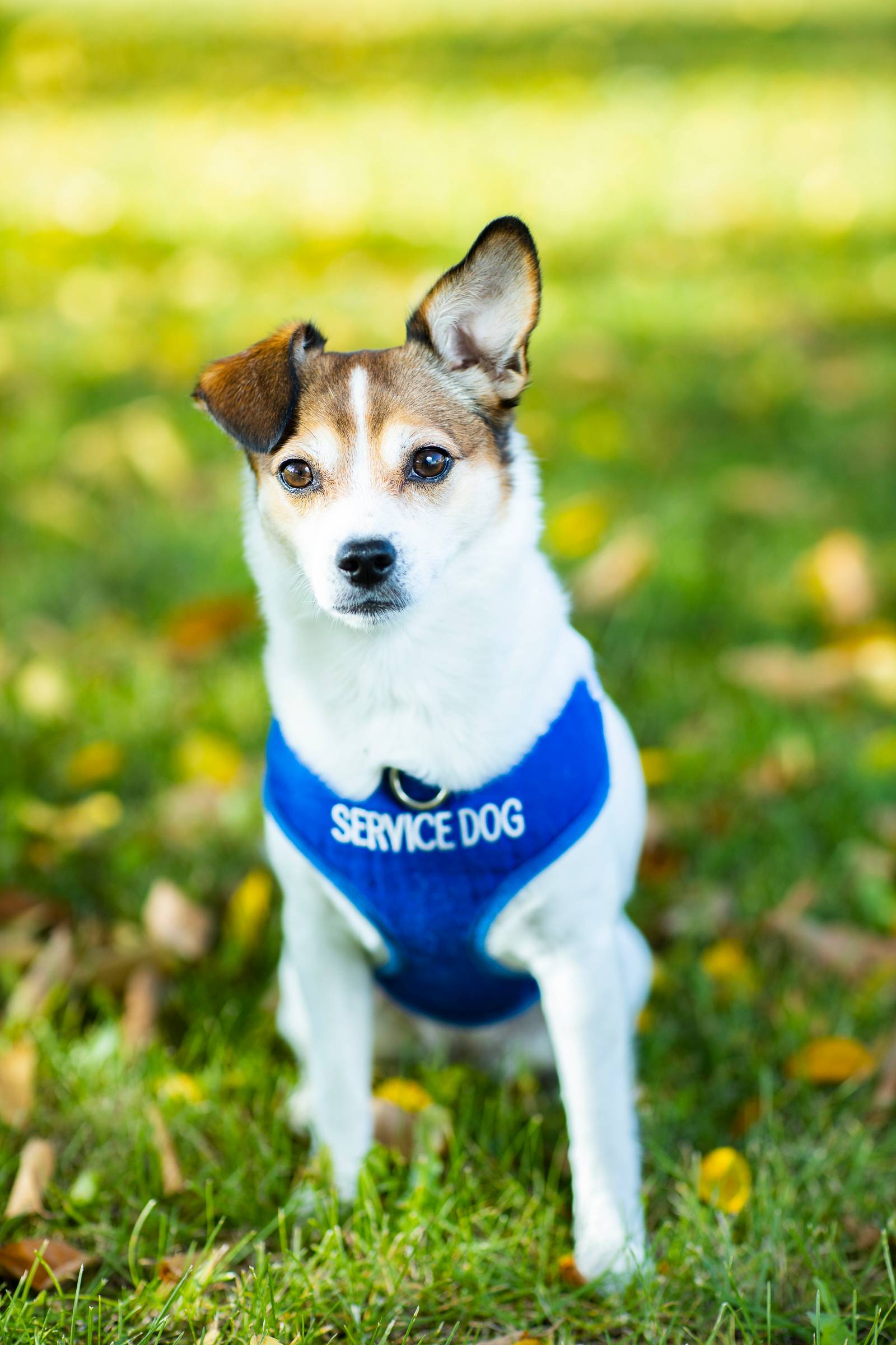 Khaleesi Skipper headshot