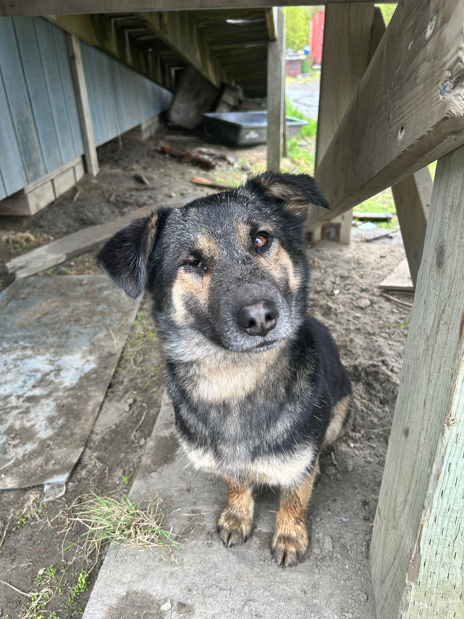 Medium sized brow, black, and white dog with a bad left eye sits on old plywood with its head slightly cocked