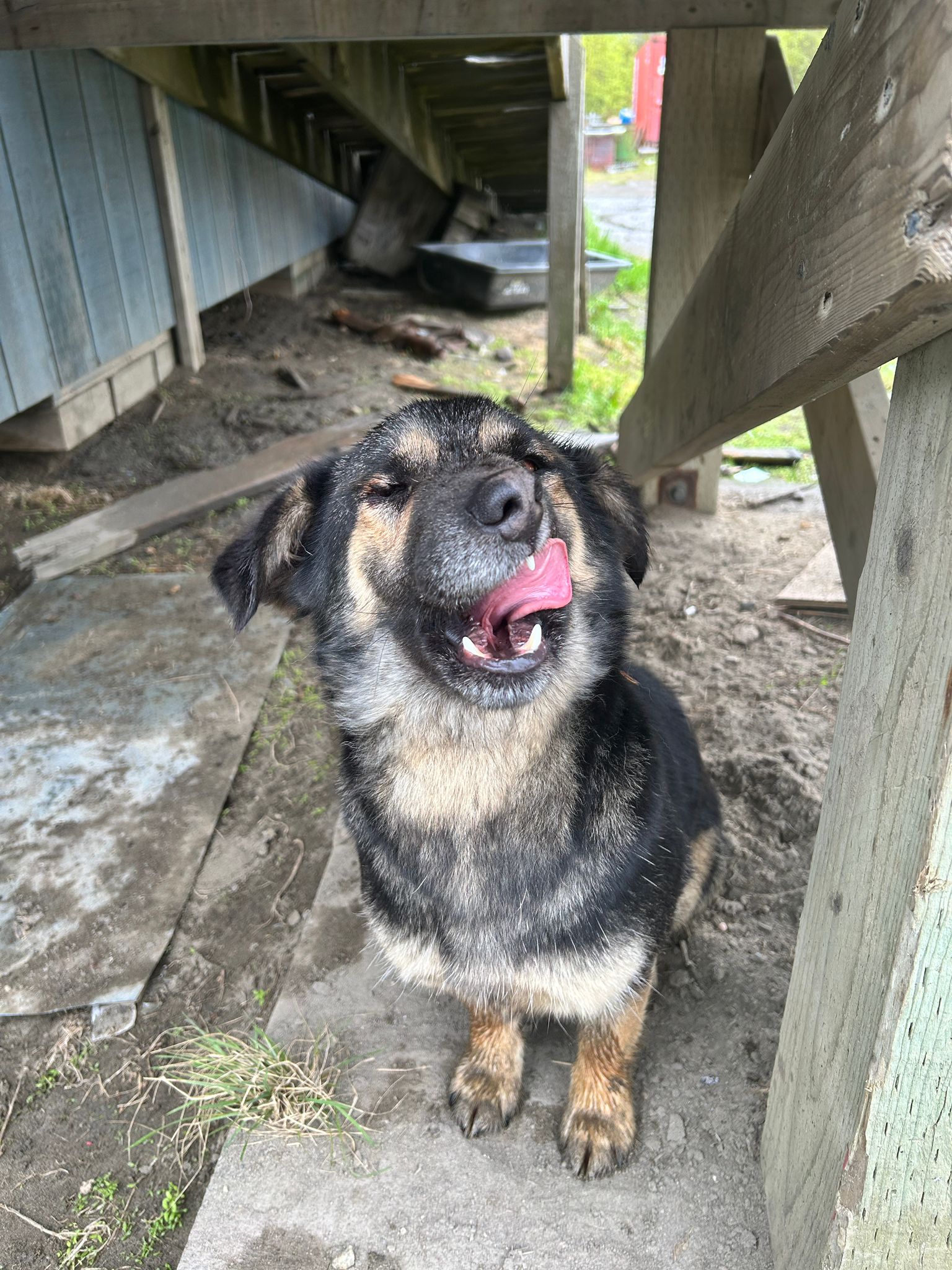 A medium sized black and brown dog licks it's nose while sitting on under a deck in the dirt