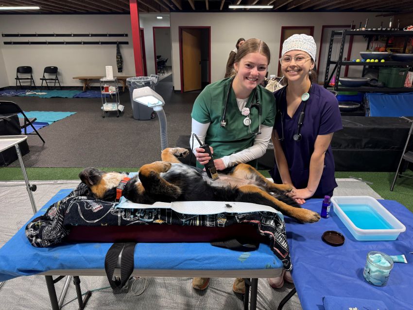 Two smiling veterinary professionals prepare a dog for a medical procedure in a clinic or training facility. One woman in green scrubs uses electric clippers to shave the belly of a medium-sized, black-and-tan dog lying on its back on a padded table. The second woman, in purple scrubs and a patterned surgical cap, assists by steadying the dog. Various medical supplies, including a blue tray and prep solutions, are organized on the table nearby.