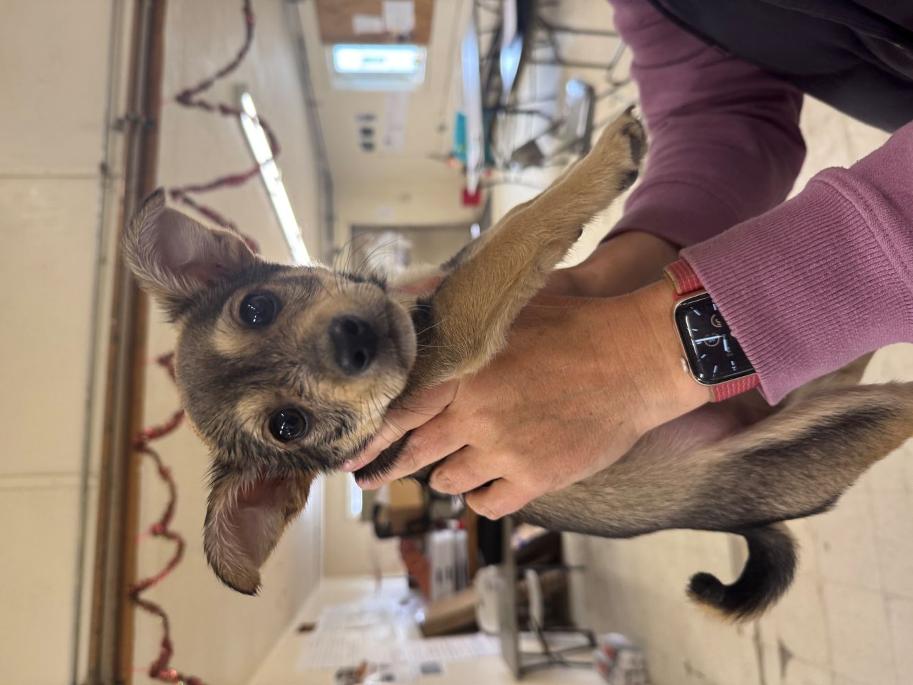 A person’s hands hold up a small, scruffy puppy with large, expressive eyes and floppy ears. The puppy has tan and black fur and is looking directly at the camera. The person holding the dog is wearing a purple long-sleeved shirt and a red-banded smartwatch. The background is a brightly lit, slightly cluttered room with tables and chairs.